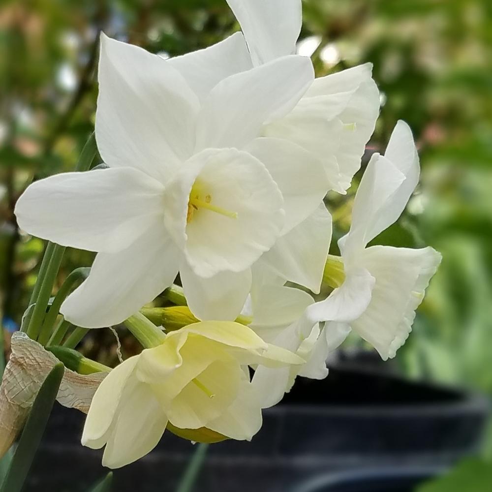 Photo of Triandrus Daffodil (Narcissus 'Starlight Sensation') uploaded by OrganicJen