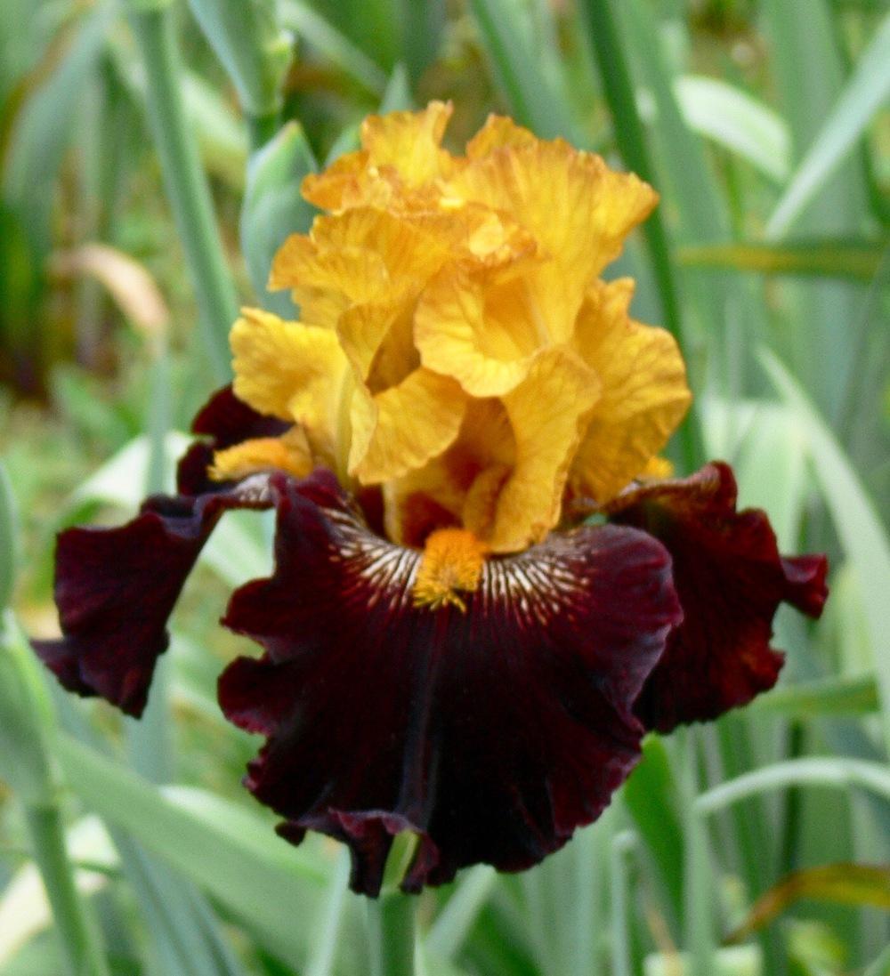 Photo of Tall Bearded Iris (Iris 'Rise Like a Phoenix') uploaded by janwax