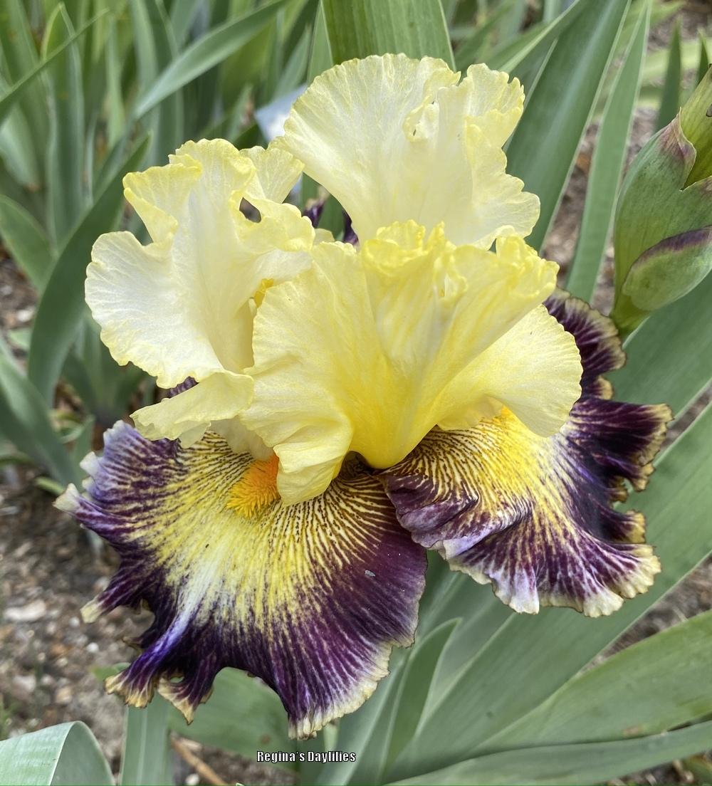 Photo of Tall Bearded Iris (Iris 'Cosmic Melody') uploaded by scflowers