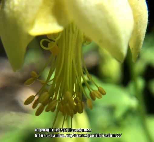 Photo of Dwarf Yellow Columbine (Aquilegia canadensis 'Corbett') uploaded by sedumzz