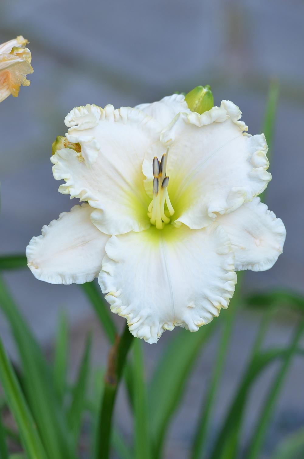 Photo of Daylily (Hemerocallis 'White Mountain') uploaded by Anne