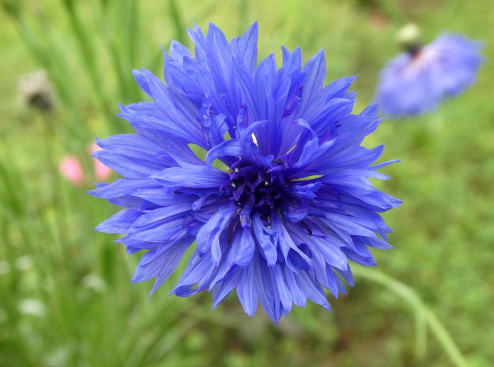 Photo of Bachelor's Buttons (Centaurea cyanus) uploaded by wildflowers