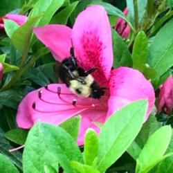 Location: Fairfax, Virginia (Outdoors)
#pollinator