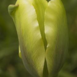 Location: Pennsylvania
Date: 2021-04-24
Tulipa