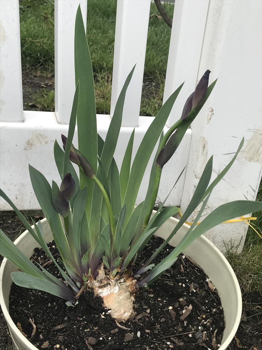 Photo of Intermediate Bearded Iris (Iris 'Halston') uploaded by MrsMud