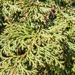 Location: Harper conifer collection, Hidden Lake Gardens, Michigan
Date: 2021-05-08
Labeled Chamaecyparis obtusa var. breviramea.  The new growth has