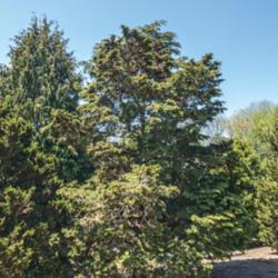 Location: Harper conifer collection, Hidden Lake Gardens, Michigan
Date: 2021-05-08
Labeled Chamaecyparis obtusa var. breviramea.  The specimen was p