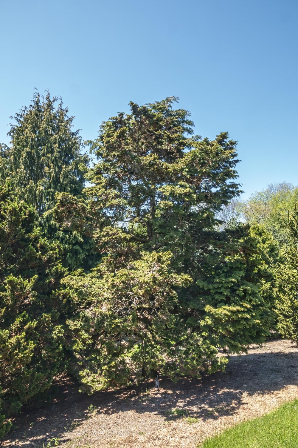 Photo of Hinoki Cypress (Chamaecyparis obtusa) uploaded by arctangent