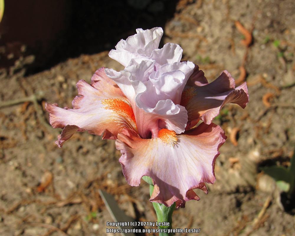 Photo of Tall Bearded Iris (Iris 'Power of Dreams') uploaded by Lestv