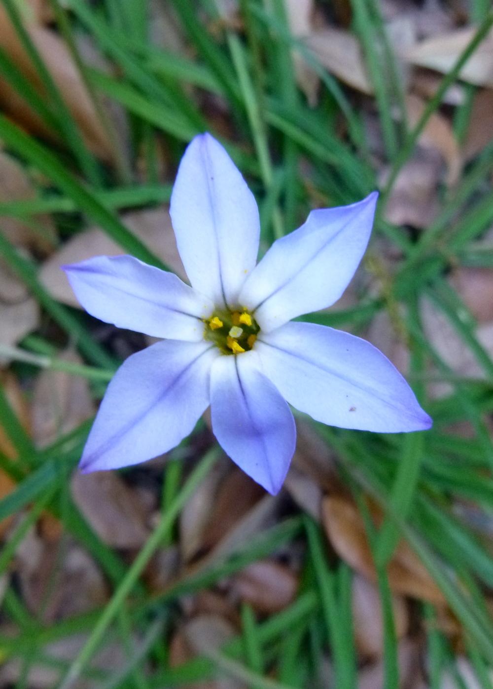 Photo of Spring Starflower (Ipheion uniflorum) uploaded by scvirginia