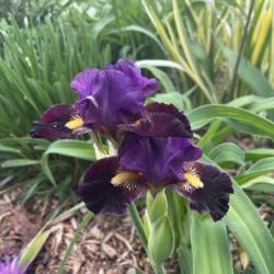 Location: My zone 5 garden.
Date: 2021-05-15
This was the first iris to bloom and it is still blooming 2 weeks