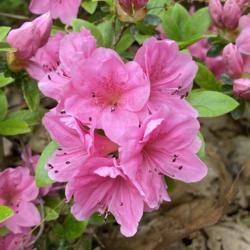 Location: Jenkins Arboretum & Gardens, Devon, Pennsylvania
Date: 2021-05-02
Evergreen Azalea Hybrid (Rhododendron X E6G); Gable Hybrid