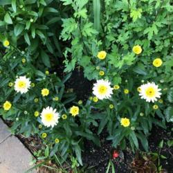 Location: Our garden, Decatur, GA
Date: 2021-05-16
Lemon Puff Shasta, First blooms of the season, 2021-05-16, Decatu