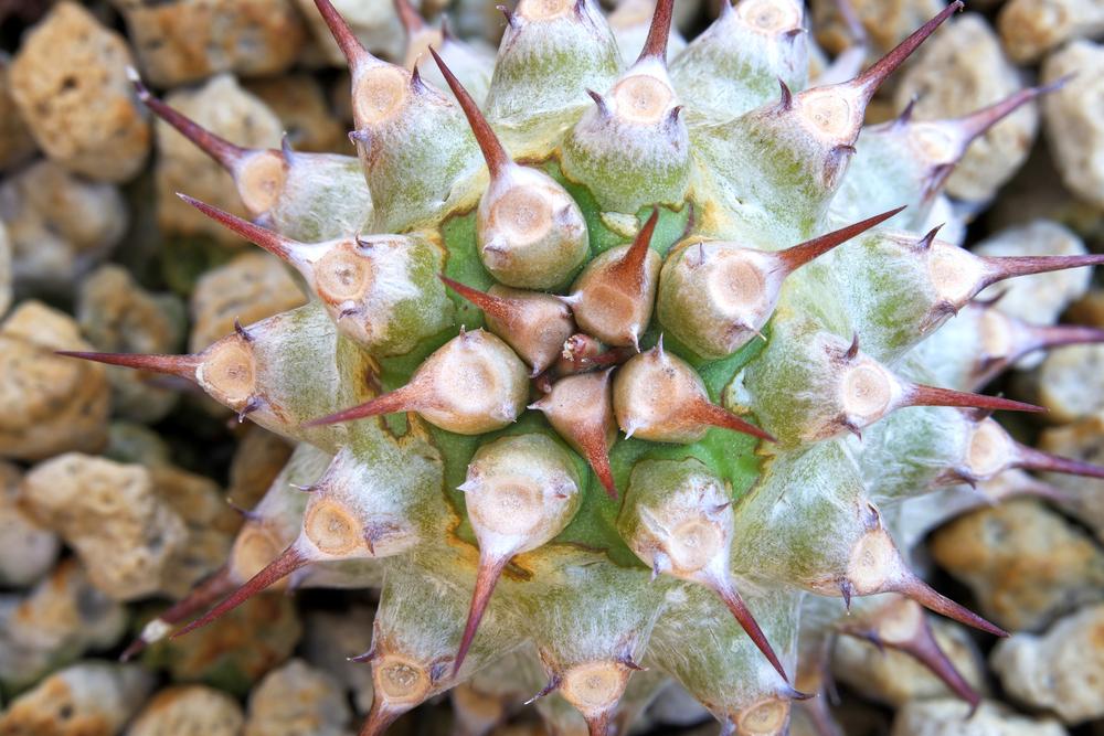 Photo of Euphorbia (Euphorbia unispina) uploaded by Baja_Costero