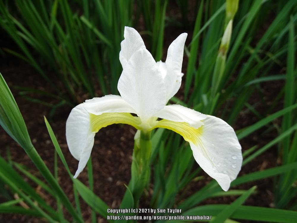 Photo of Siberian Iris (Iris 'Snow Queen') uploaded by kniphofia
