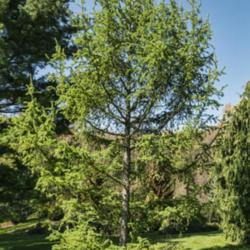 Location: Hidden Lake Gardens, Michigan
Date: 2021-05-14
Larix kaempferi 'Diana' - A mature specimen, planted 2005.  It is
