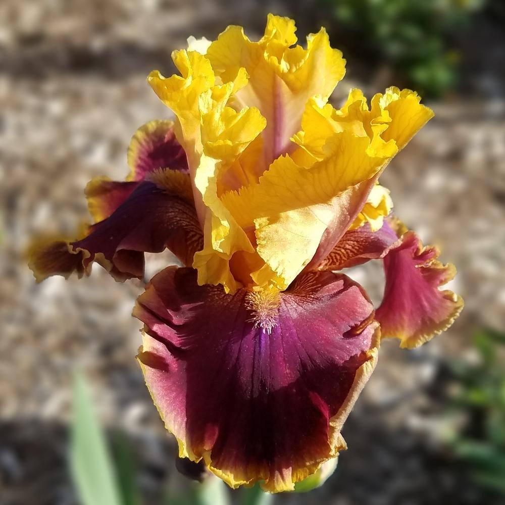 Photo of Tall Bearded Iris (Iris 'North Rim') uploaded by OrganicJen