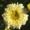 Shasta Daisy (Leucanthemum x superbum Lemon Puff™)