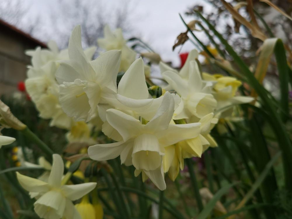 Photo of Triandrus Daffodil (Narcissus 'Starlight Sensation') uploaded by Nevita