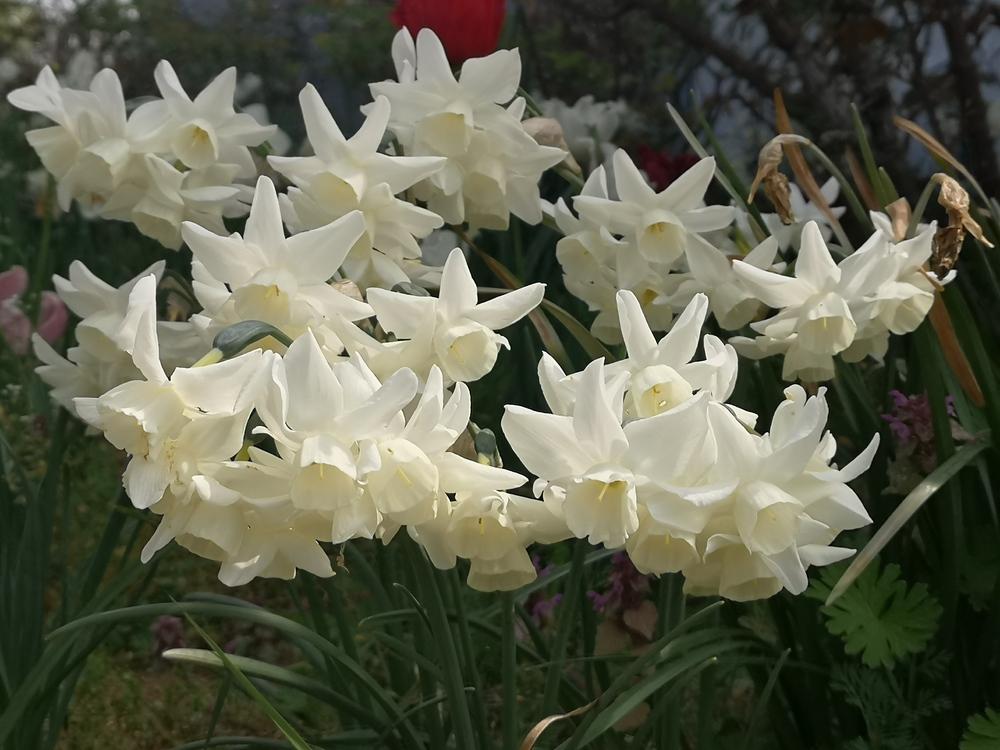 Photo of Triandrus Daffodil (Narcissus 'Starlight Sensation') uploaded by Nevita
