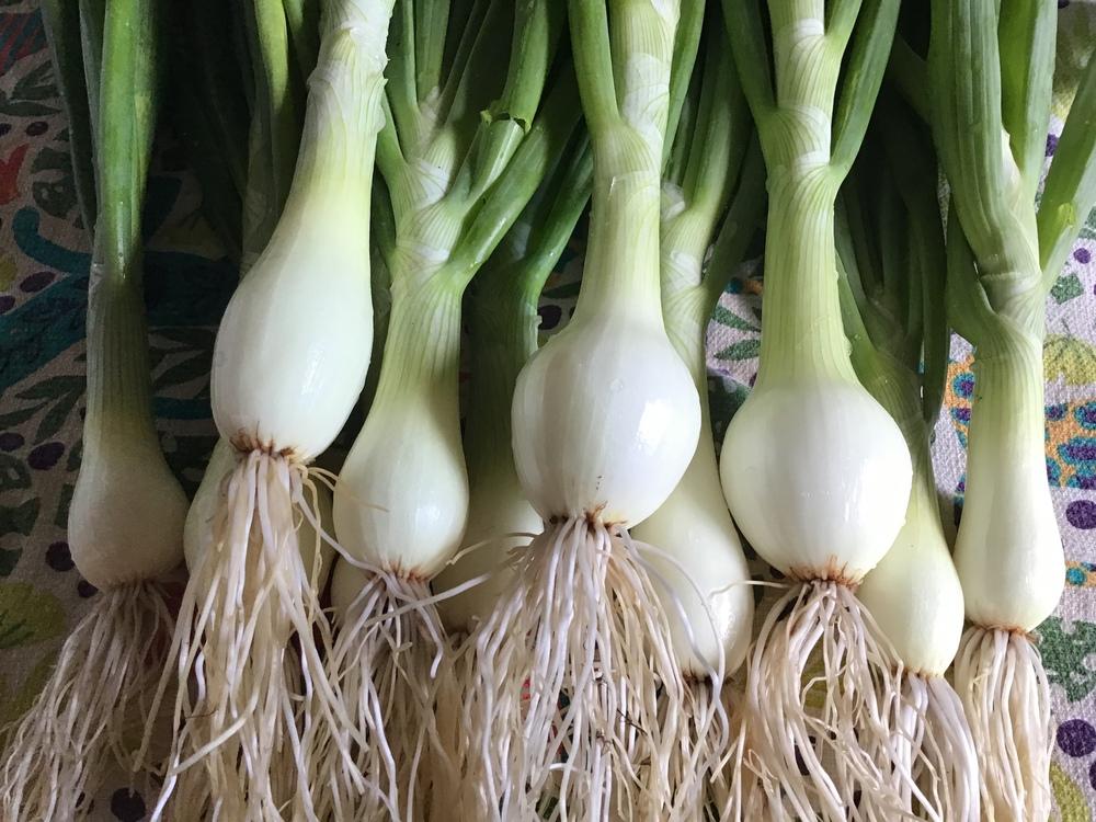 Photo of Onions (Allium cepa) uploaded by gardenfish
