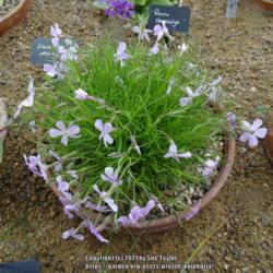 Location: RHS Harlow Carr alpine house, Yorkshire, UK
Date: 2021-05-10