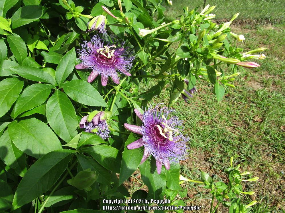 Photo of Maypop (Passiflora incarnata) uploaded by Peggy8b