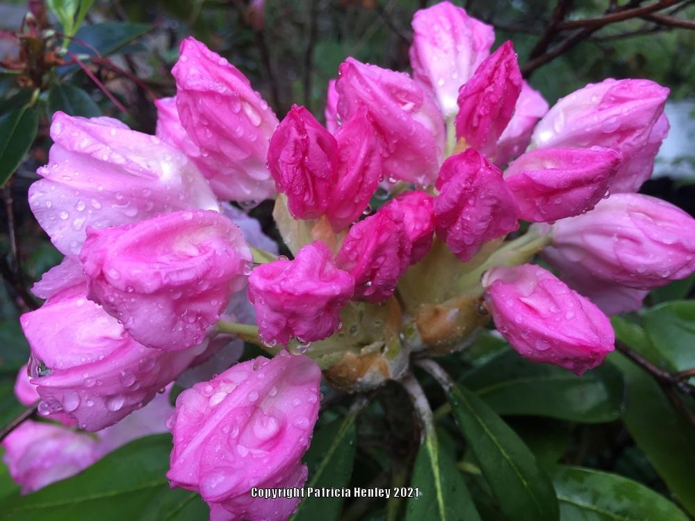 Photo of Rhododendron (Rhododendron yakushimanum 'Ken Janeck') uploaded by Hortaholic