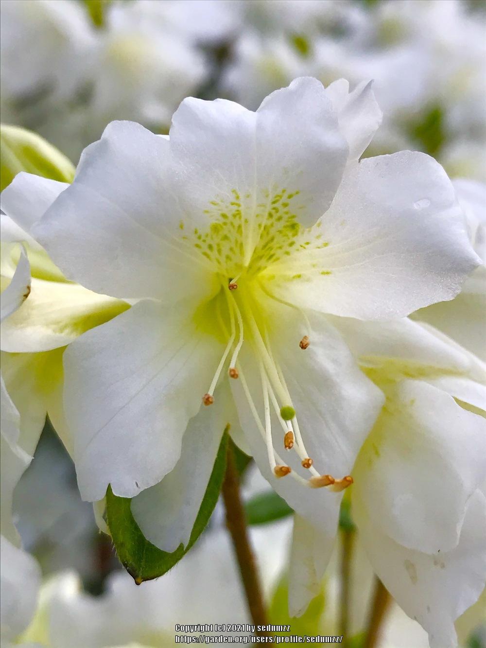 Photo of Evergreen Azalea (Rhododendron 'Delaware Valley White') uploaded by sedumzz