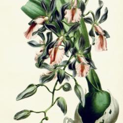 
Date: c. 1846
illustration [as Epidendrum phoeniceum] from 'Flore des serres et