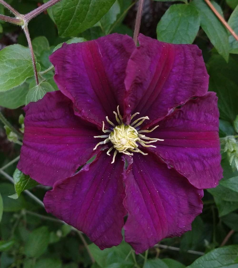 Photo of Clematis uploaded by Heart2Heart