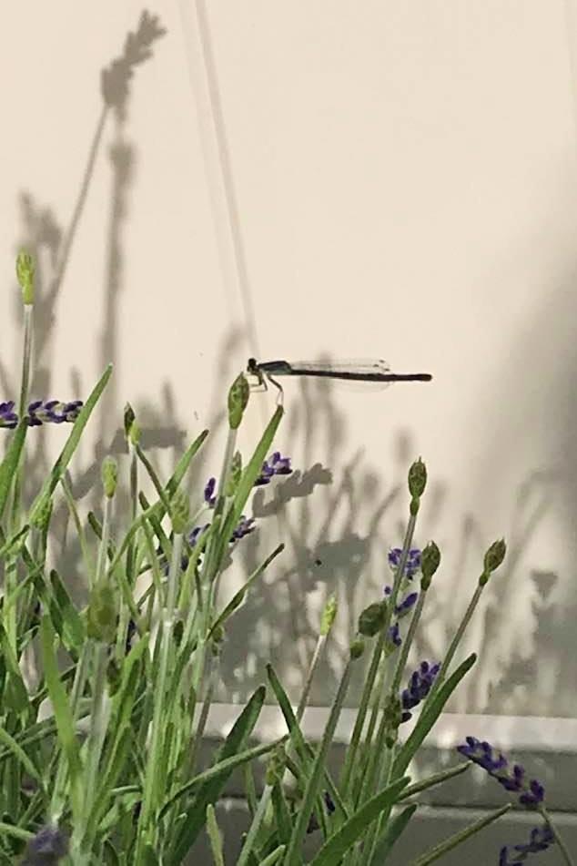 Photo of English Lavender (Lavandula angustifolia) uploaded by cwhitt