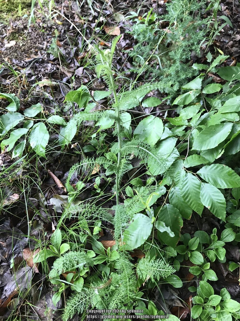Photo of Yarrow (Achillea millefolium) uploaded by sedumzz