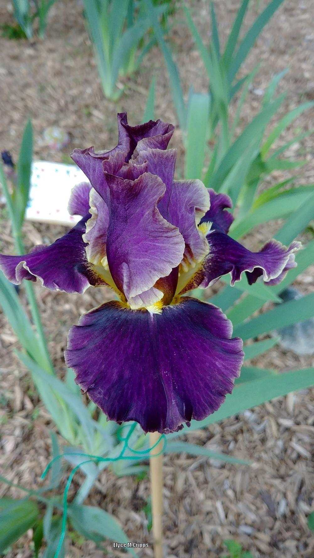 Photo of Tall Bearded Iris (Iris 'Luminate') uploaded by ElyceC
