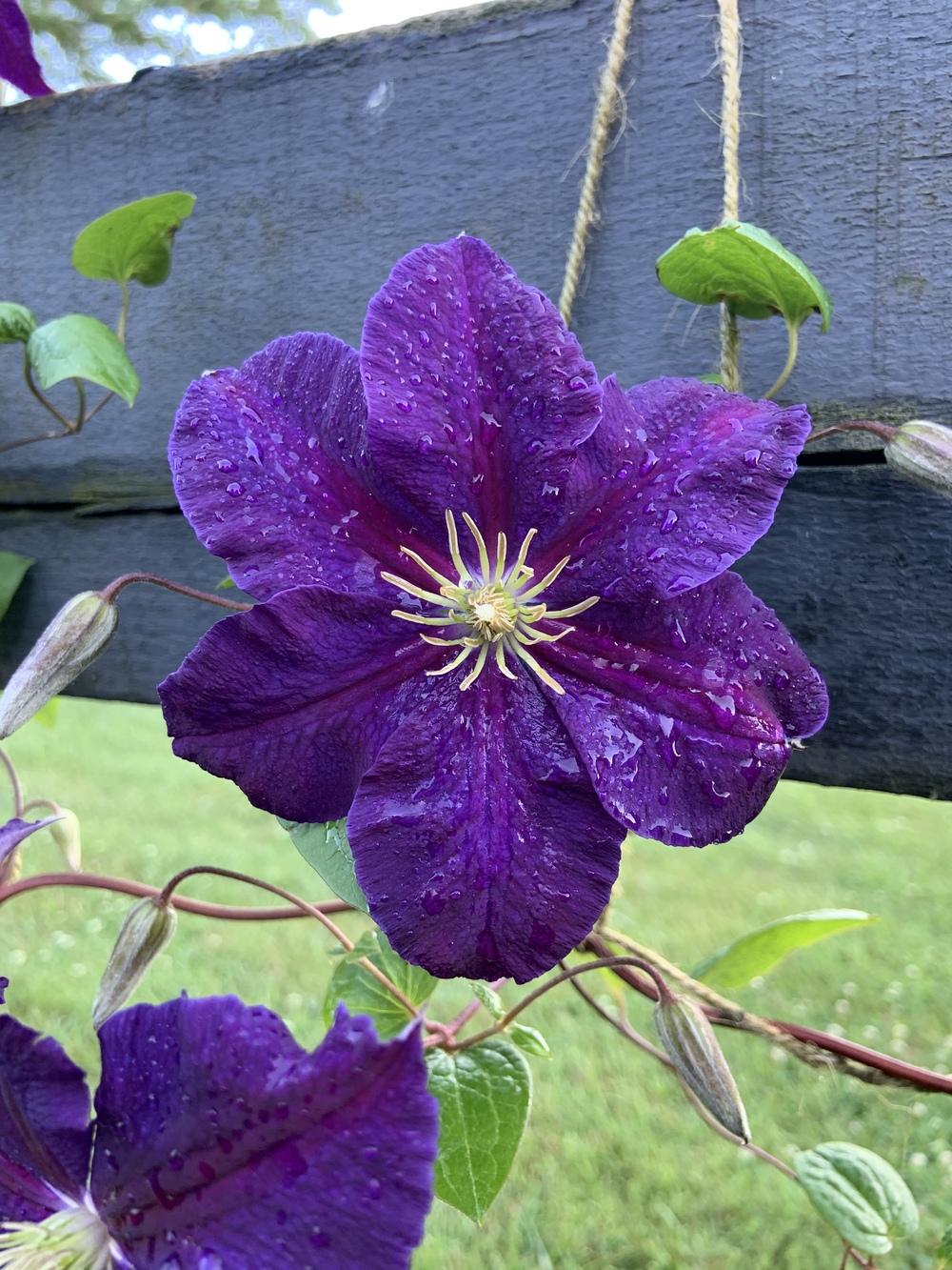 Photo of Clematis uploaded by KySprout
