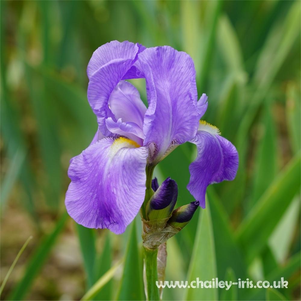 Photo of Species Iris (Iris pallida) uploaded by jeffa