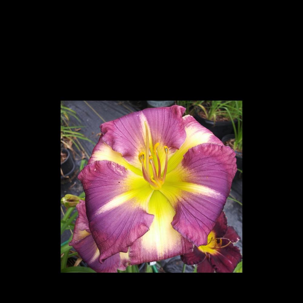 Photo of Daylily (Hemerocallis 'Talquin's Buttons and Bows') uploaded by Jozshuah