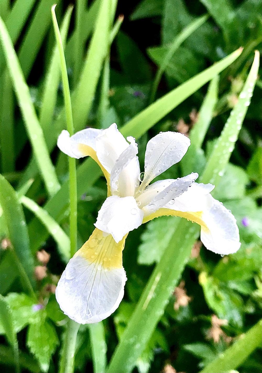 Photo of Siberian Iris (Iris 'Snow Queen') uploaded by BeautifulRoots