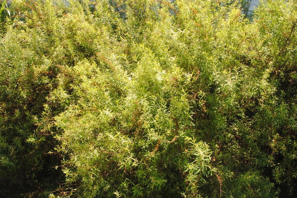 Photo of Thunberg's Meadowsweet (Spiraea thunbergii) uploaded by ILPARW