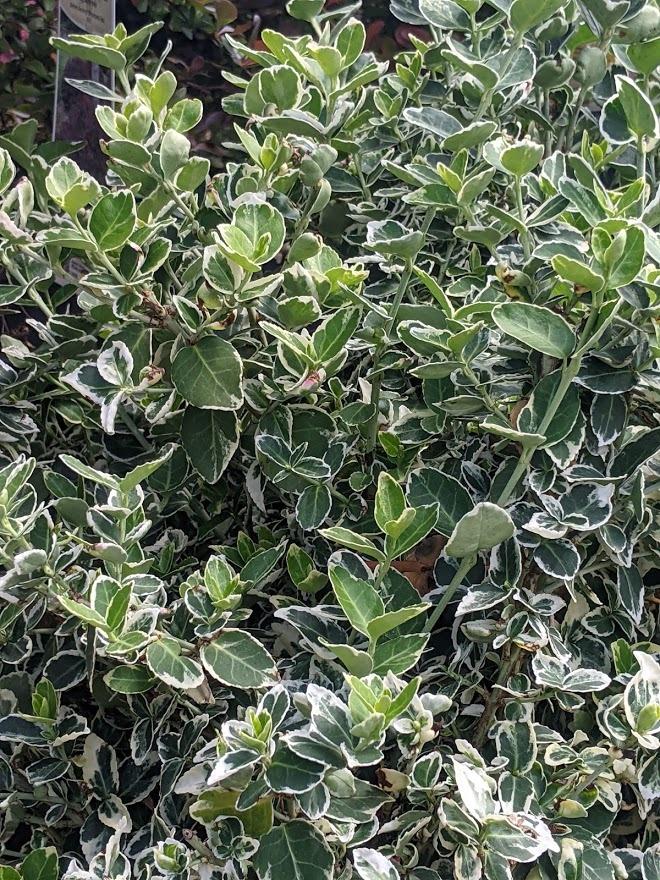 Photo of Wintercreeper (Euonymus fortunei var. radicans 'Emerald Gaiety') uploaded by Joy
