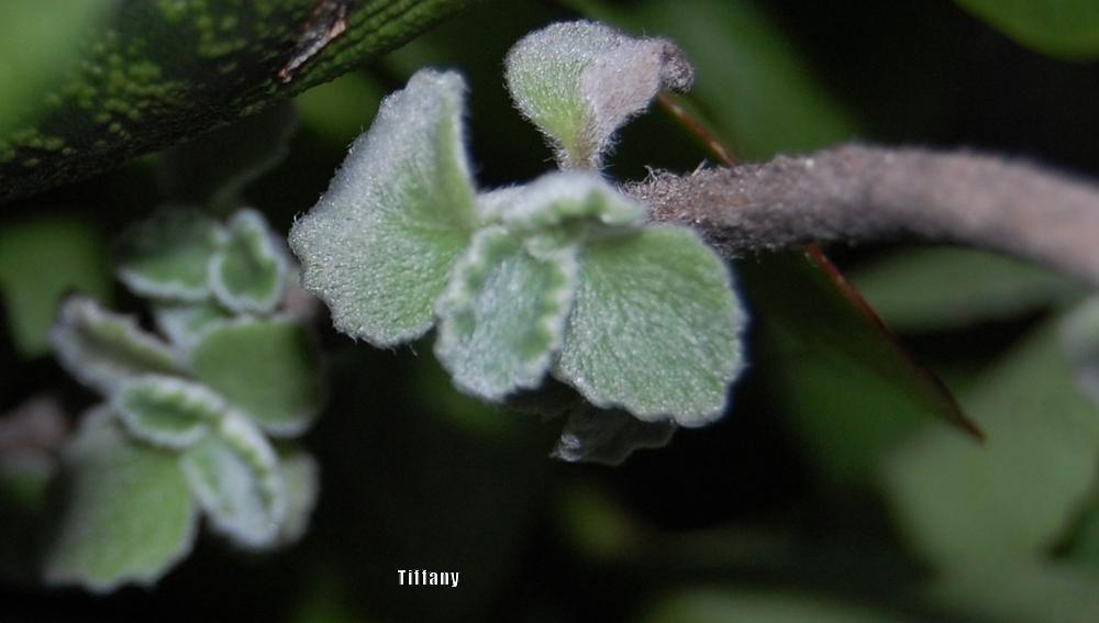 Photo of Silver Spurflower (Plectranthus argentatus) uploaded by purpleinopp