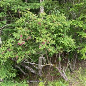 Weigela japonica growing wild by the side of a road on the slope 