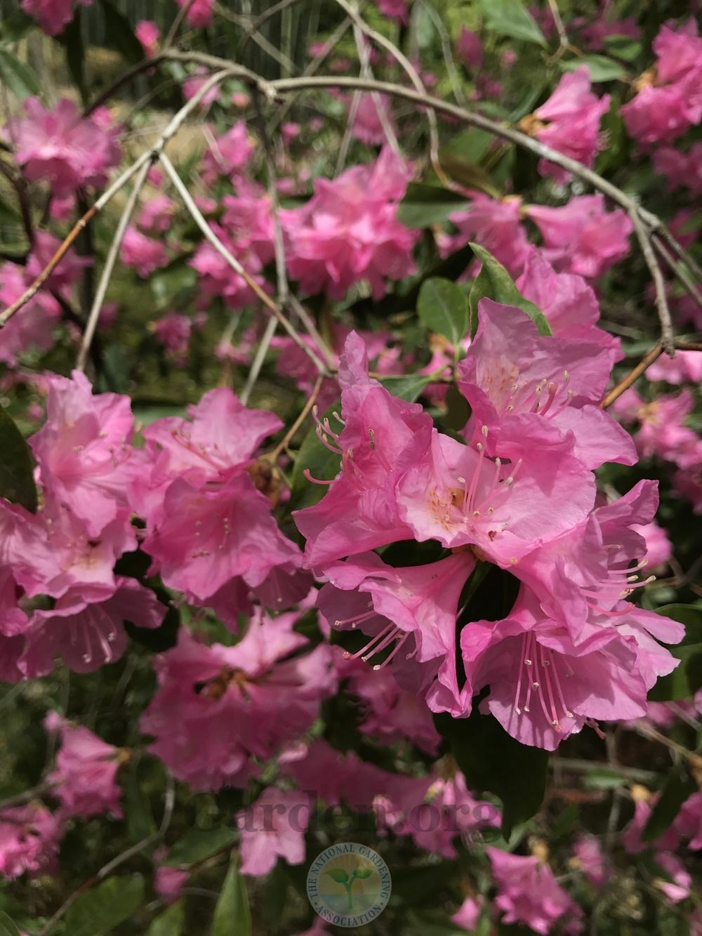 Photo of Rhododendrons (Rhododendron) uploaded by jnd1126