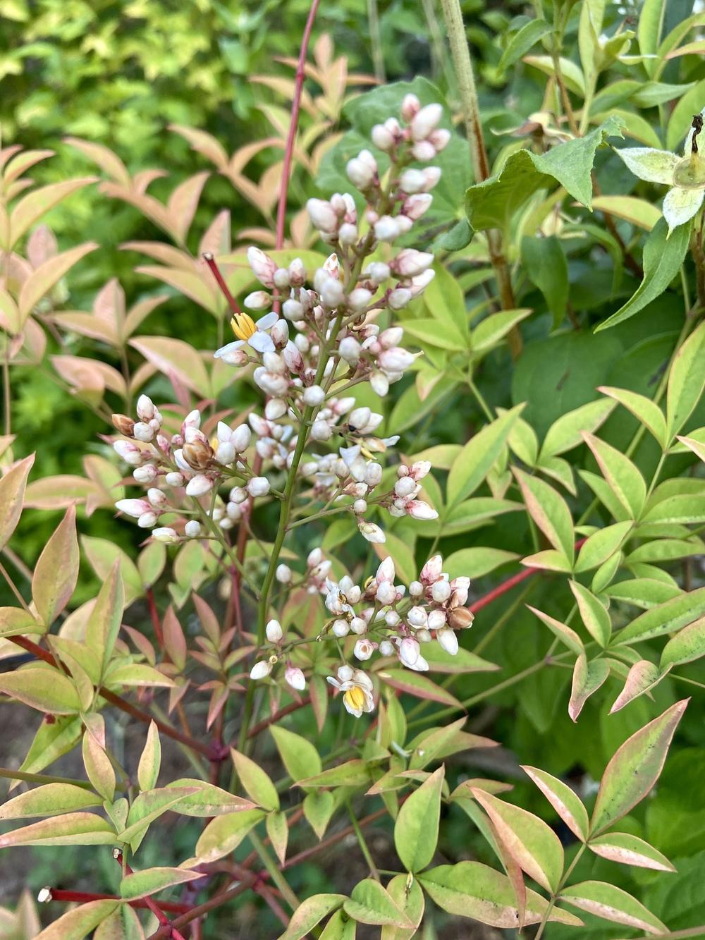 Photo of Heavenly Bamboos (Nandina domestica) uploaded by Calif_Sue