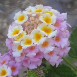 Location: My backyard
Date: 2021-07-01
Flower close up