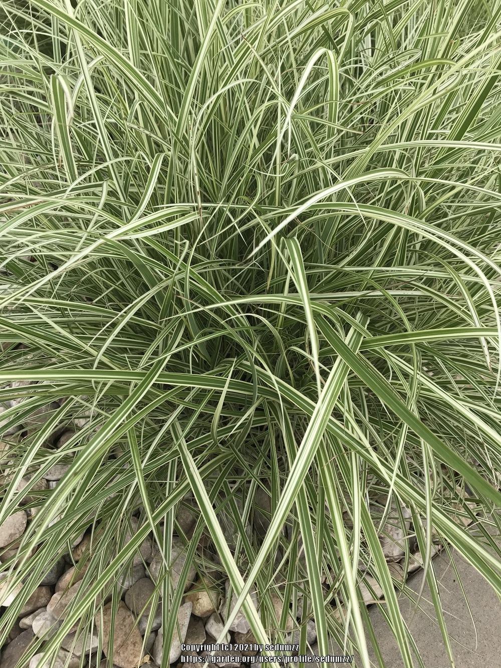 Photo of Maiden Grass (Miscanthus sinensis 'Morning Light') uploaded by sedumzz