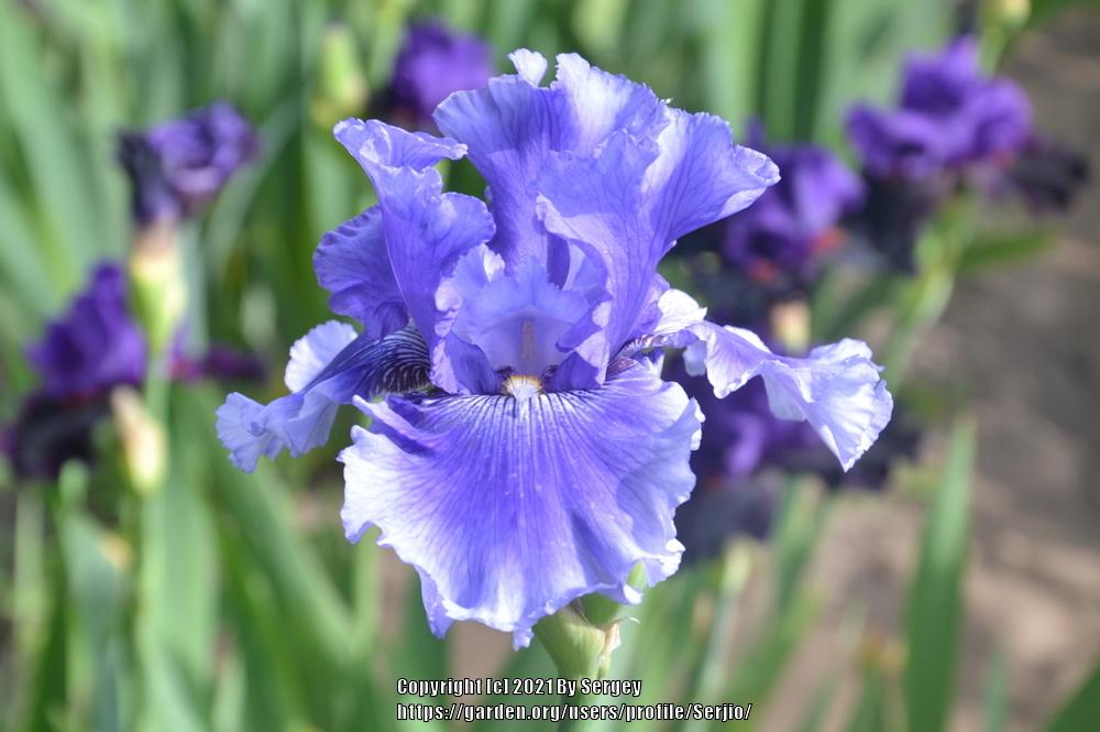 Photo of Tall Bearded Iris (Iris 'Money in Your Pocket') uploaded by Serjio