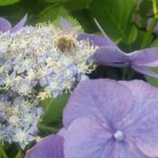 Honey Bee on a Hydrangea