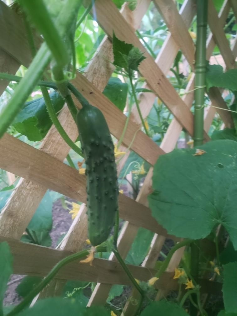 Photo of Cucumber (Cucumis sativus 'Marketmore 76') uploaded by Jay5613