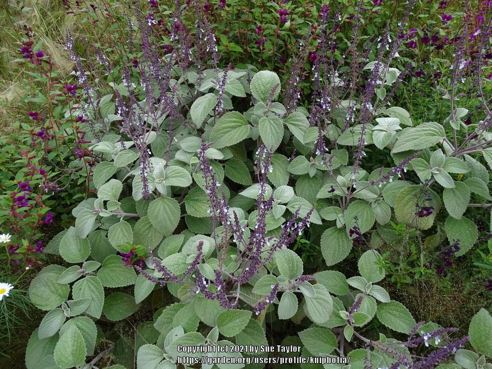Photo of Silver Spurflower (Plectranthus argentatus) uploaded by kniphofia